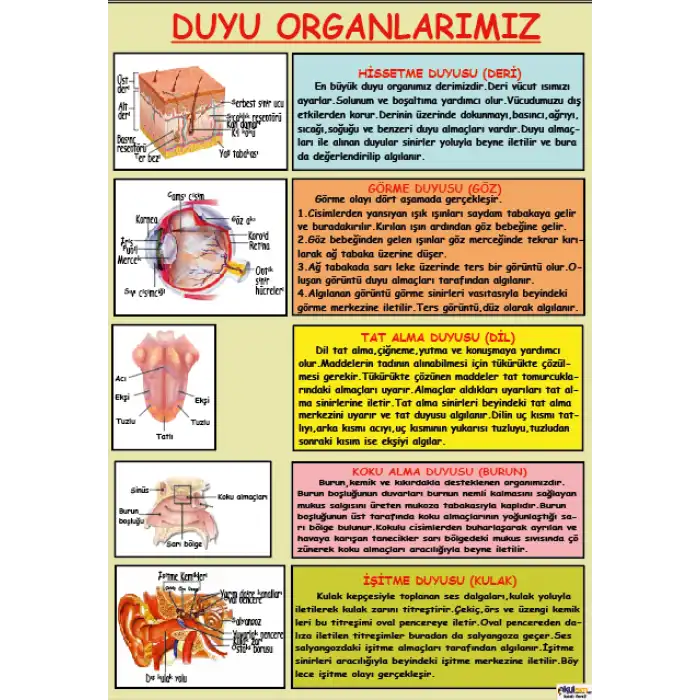 Duyu Organlarımızın Özellikleri Afişi