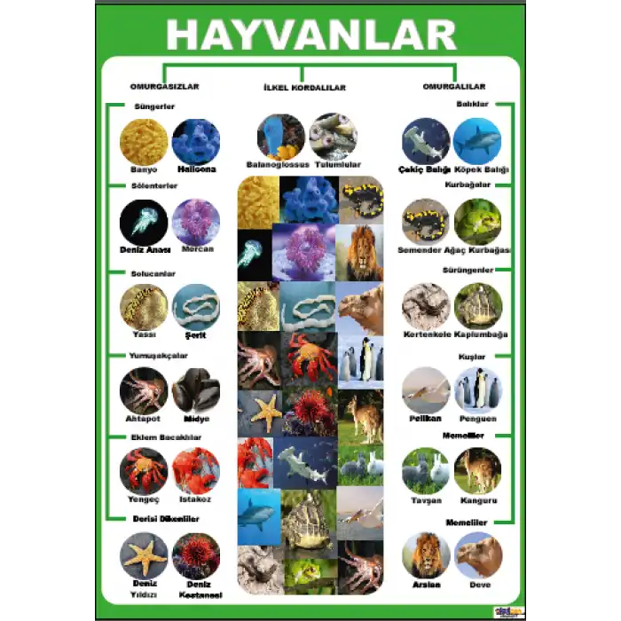 Hayvanlar Afişi