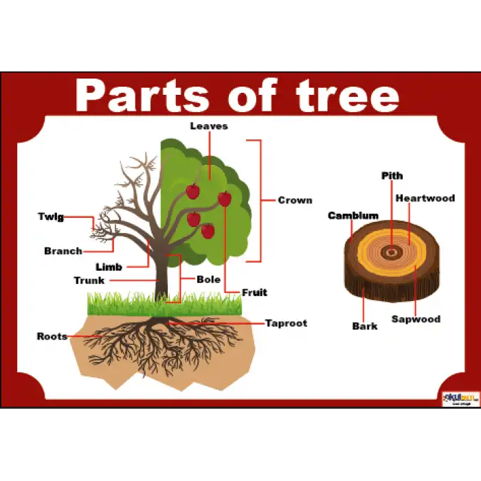 İngilizce Parts Of Tree Afişi
