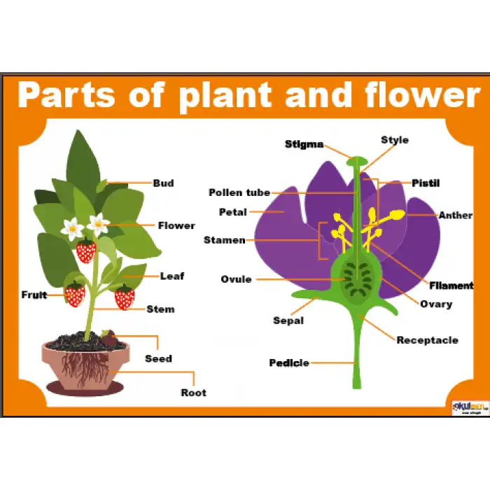İngilizce Parts of Pland And Flower Afişi