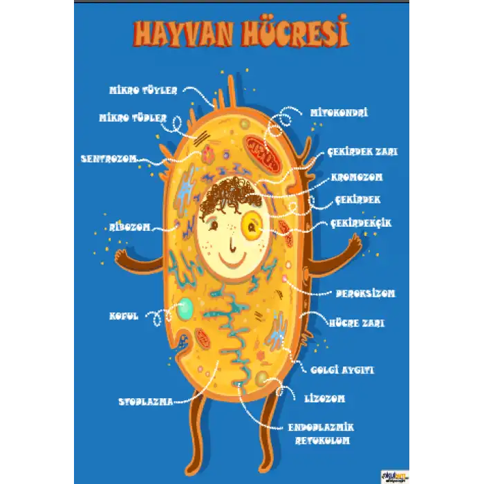 Hayvan Hücresi Afişi
