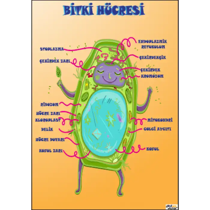 Bitki Hücresi Afişi