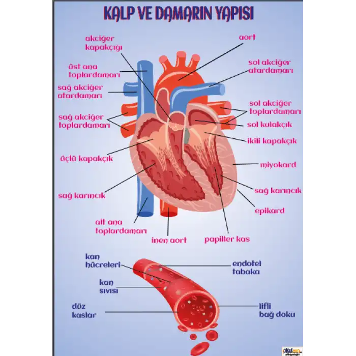 Kalp ve Damarın Yapısı Afişi