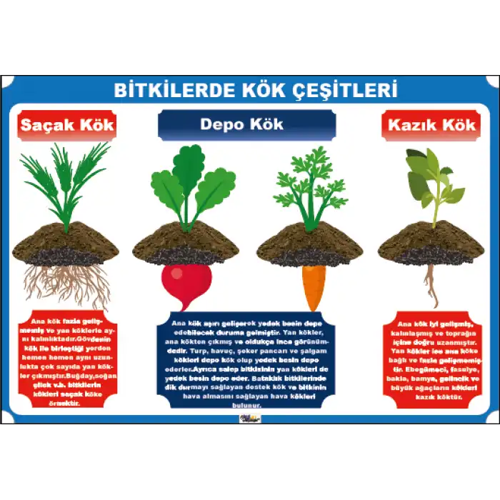 Kök Çeşitleri Afişi