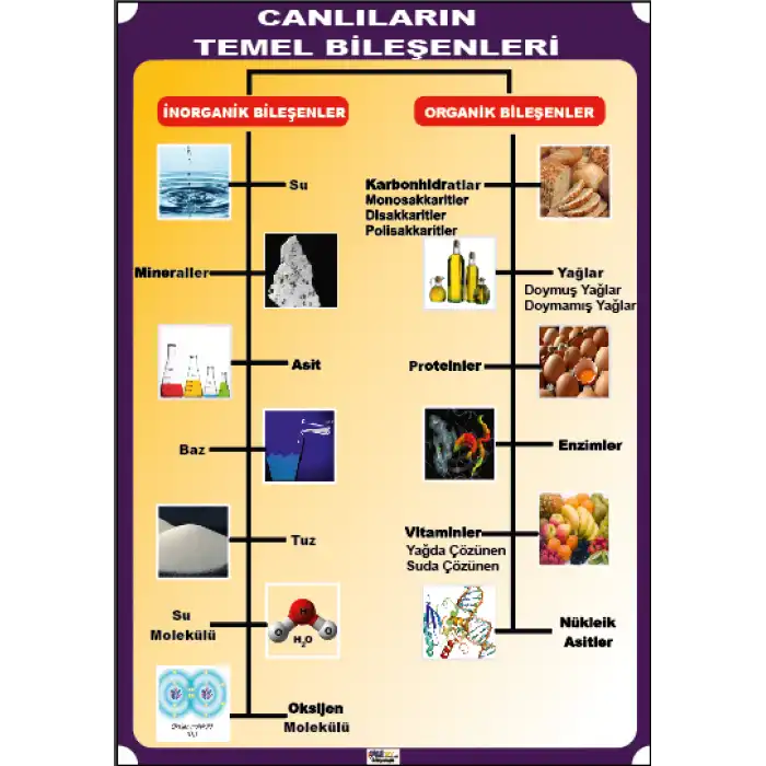 Canlıların Temel Bileşenleri Afişi