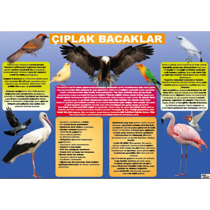 Biyoloji Çıplak Bacaklar Afişi