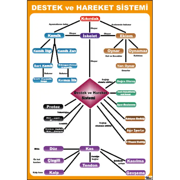Destek ve Hareket Sistemi Afişi