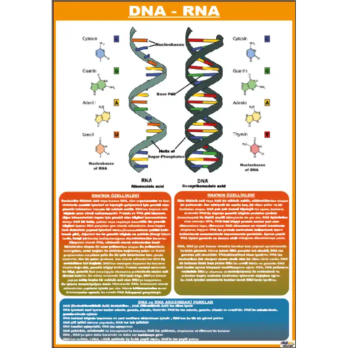 Biyoloji DNA ve RNA nın Yapısı Afişi