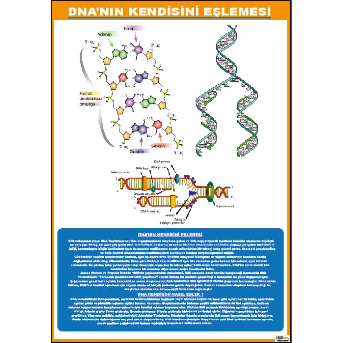 DNA nın Kendini Eşlemesi Afişi
