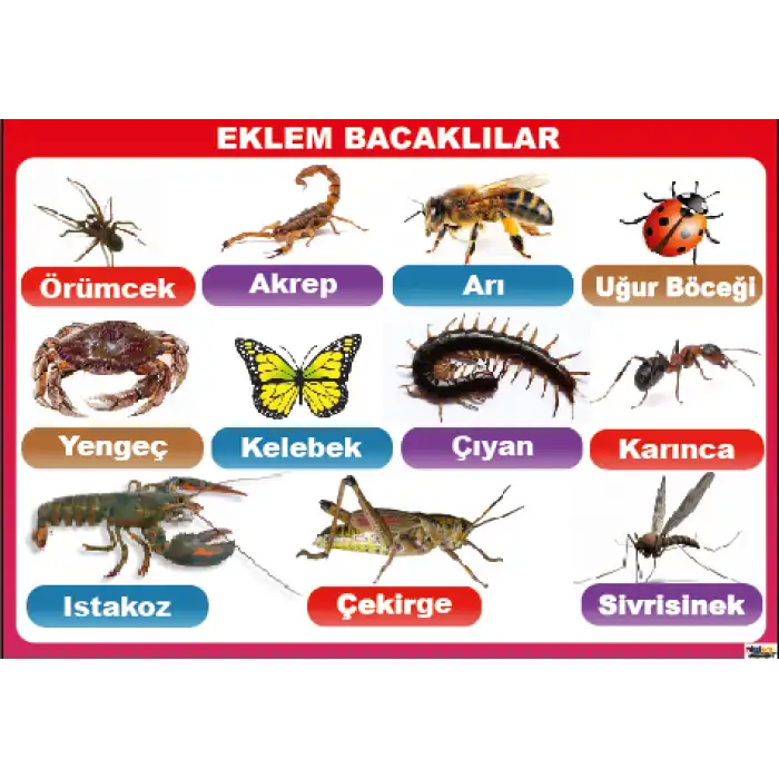 Eklem Bacaklılar Afişi