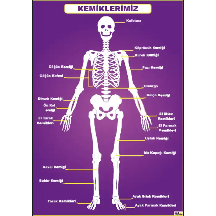 Kemiklerimiz Afişi