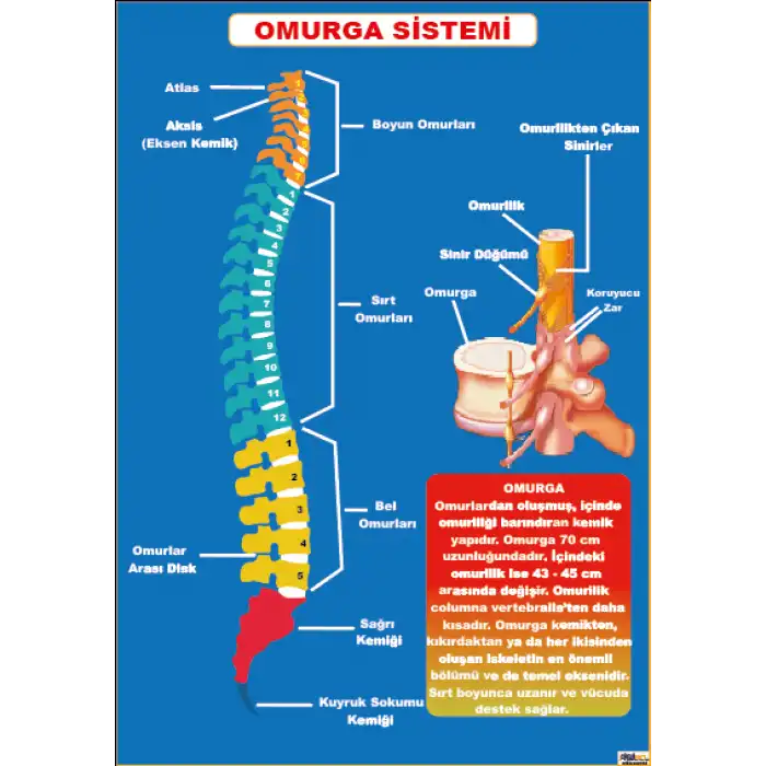 Omurga Sistemi Afişi