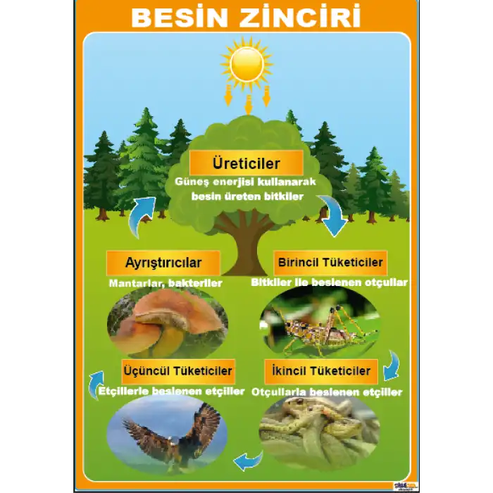 Besin Zinciri Afişi