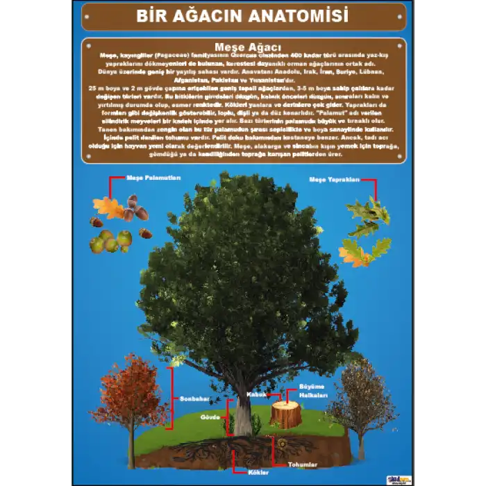 Bir Ağacın Anatomisi Afişi