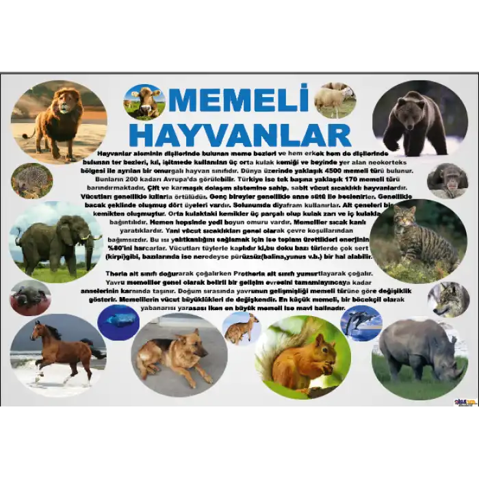 Memeli Hayvanlar Afişi