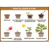 İngilizce How To Plant a Tree Afişi