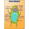 Bitki Hücresi Afişi