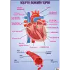 Kalp ve Damarın Yapısı Afişi