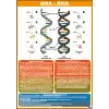Biyoloji DNA ve RNA nın Yapısı Afişi