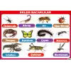 Eklem Bacaklılar Afişi