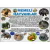 Memeli Hayvanlar Afişi
