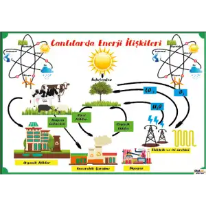 Canlılarda Enerji İlişkileri Afişi