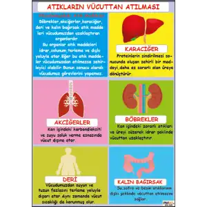 Atıkların Vücuttan Atılması Afişi