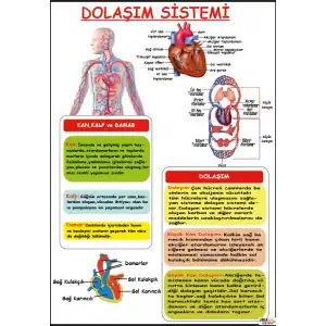 Dolaşım Sistemi Afişi