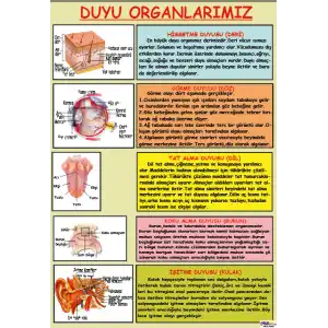 Duyu Organlarımızın Özellikleri Afişi