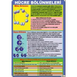 Fen Dersi Hücre Bölünmeleri Afişi