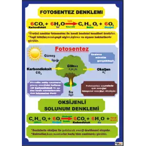 Fen Dersi Fotosentez Denklemi Afişi