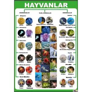Hayvanlar Afişi