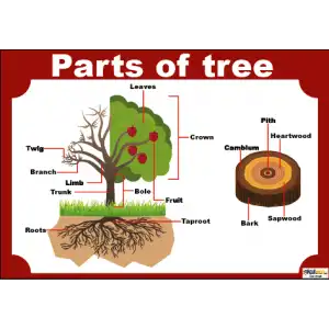 İngilizce Parts Of Tree Afişi