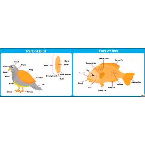 İngilizce Partf Of Bird ve Part Of Fish Afişi