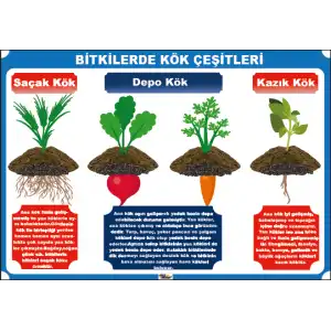 Kök Çeşitleri Afişi
