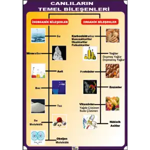 Canlıların Temel Bileşenleri Afişi