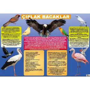 Biyoloji Çıplak Bacaklar Afişi