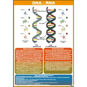 Biyoloji DNA ve RNA nın Yapısı Afişi