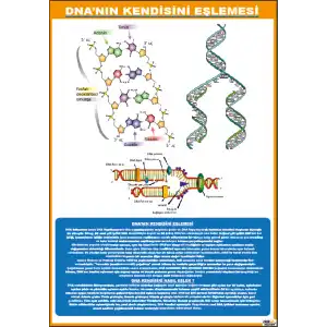 DNA nın Kendini Eşlemesi Afişi