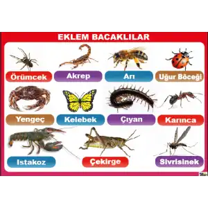 Eklem Bacaklılar Afişi
