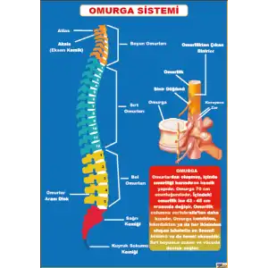 Omurga Sistemi Afişi