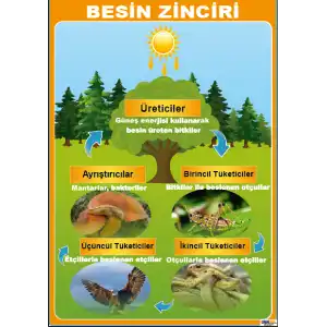 Besin Zinciri Afişi