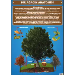 Bir Ağacın Anatomisi Afişi