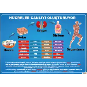 Hücreler Canlıyı Oluşturuyor Afişi