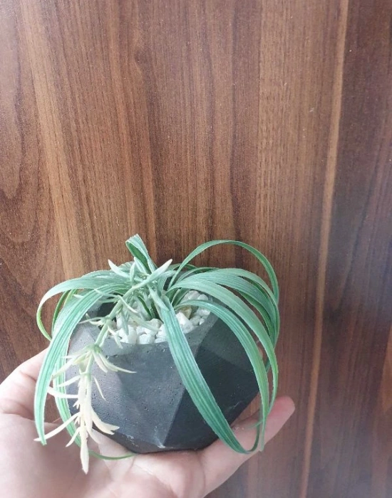 Saksılı Dekoratif Çiçek