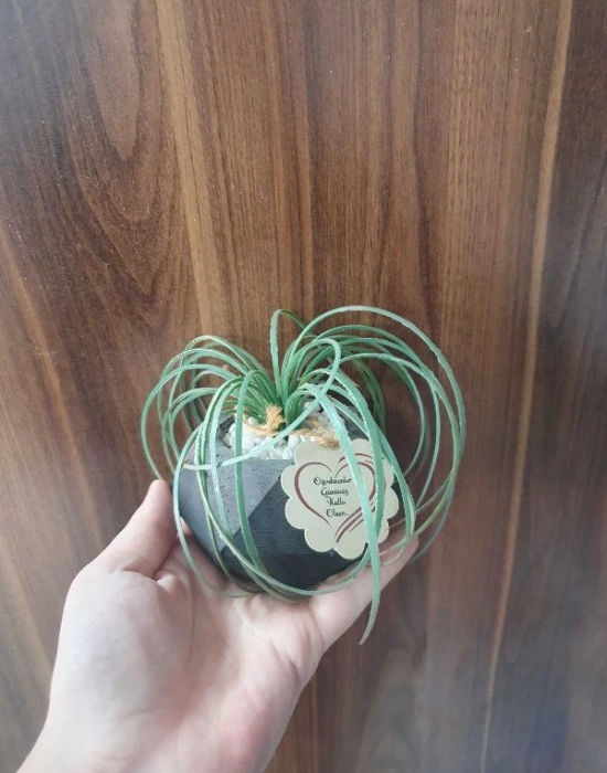 Saksılı Dekoratif Çiçek