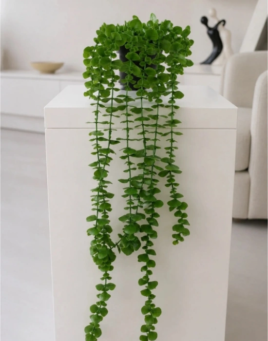 A. Yapay Sarkıt Okaliptüs Çiçek 50cm Uzunluk Saksı 9cm Taşlı