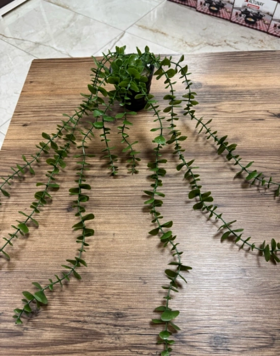A. Yapay Sarkıt Okaliptüs Çiçek 50cm Uzunluk Saksı 9cm Taşlı