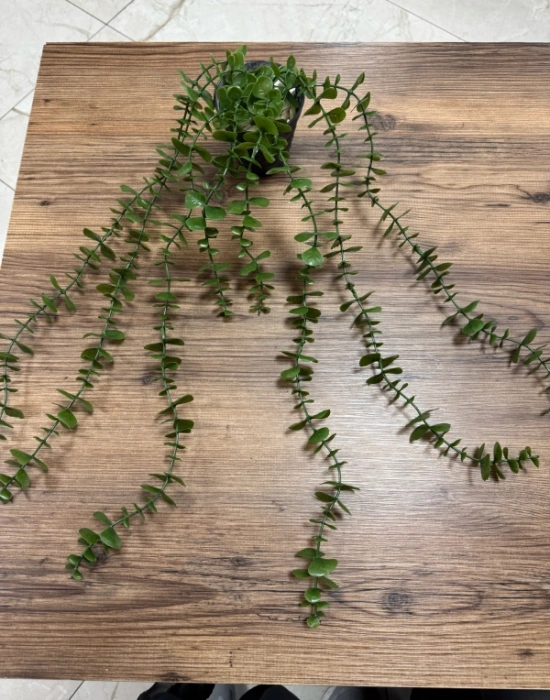 A. Yapay Sarkıt Okaliptüs Çiçek 50cm Uzunluk Saksı 9cm Taşlı