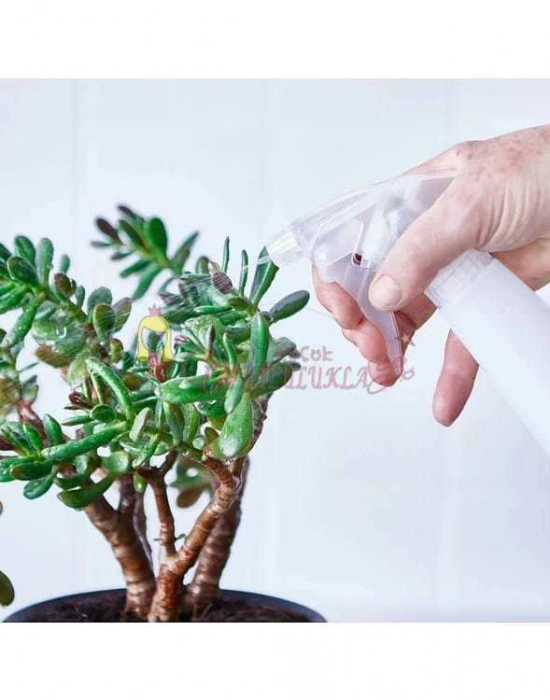 Bitki Bakim Sprey Şi̇şesi̇